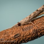 Marilia (Odontoceridae)