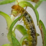 Macronema (Hydropsychidae)