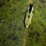 Leucotrichiinae (Hydroptilidae)