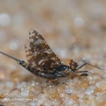 Miroculis / Leptophlebiidae
